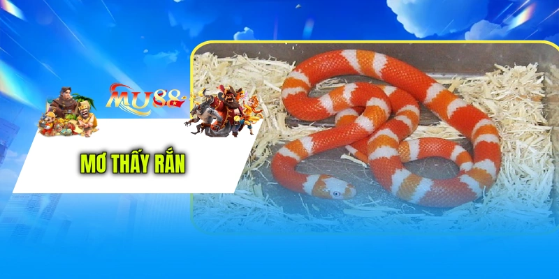 Mơ thấy rắn